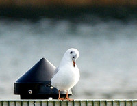 Black-headed Gull - Maine