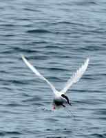 Arctic Tern - Maine