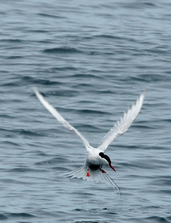 Arctic Tern - Maine