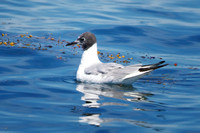 Bonaparte's Gull - Maine