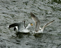 Herring Gull - Maine