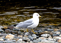 Ring-billed Gull - Maine