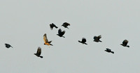 American Crows w Northern Harrier - Malne