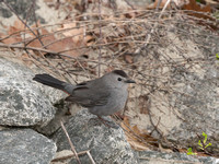 Gray Catbird - Maine