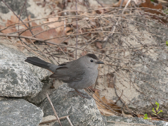 Gray Catbird - Maine