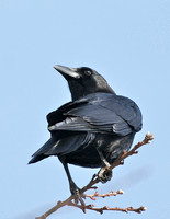 American Crow - Maine