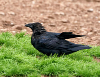 Common Raven - Quebec