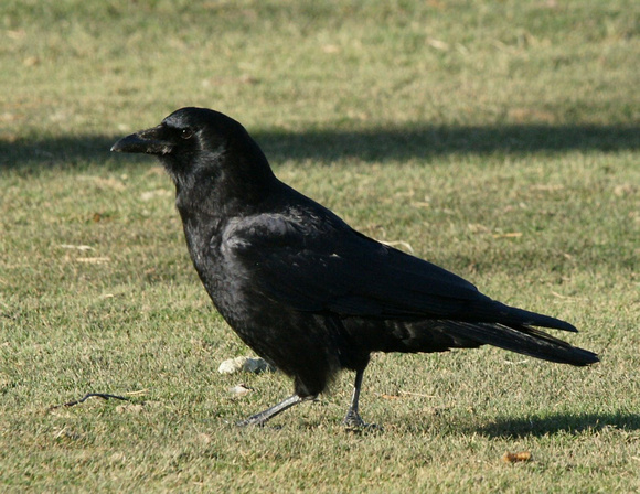 American Crow - Maine
