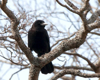 Fish Crow - Maine