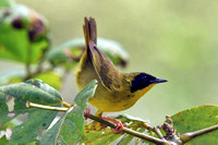 Birds of Costa Rica - 2009