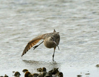Long-billed Curlew - Texas