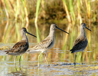 Long-billed Dowitcher - Maine