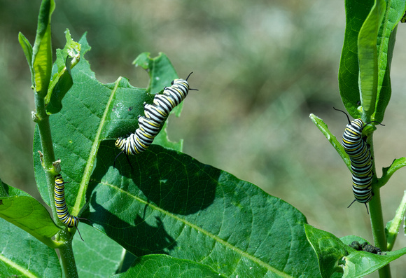 Monarch Caterpillar on Milkweed 8/4/22