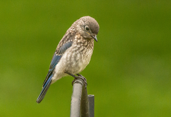Eastern Bluebird - newly fledged