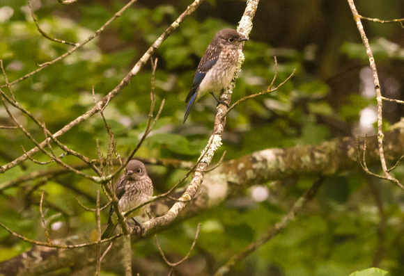 Eastern Bluebird - newly fledged