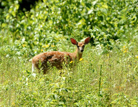 White-tailed Deer - Maine