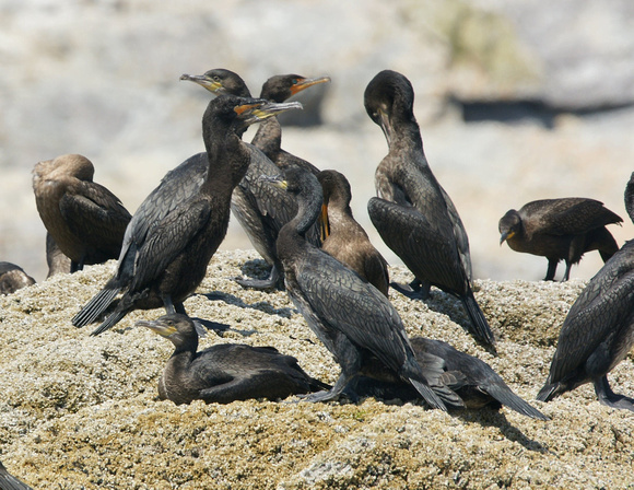 Great Cormorant & Double-crested Cormorant - Maine
