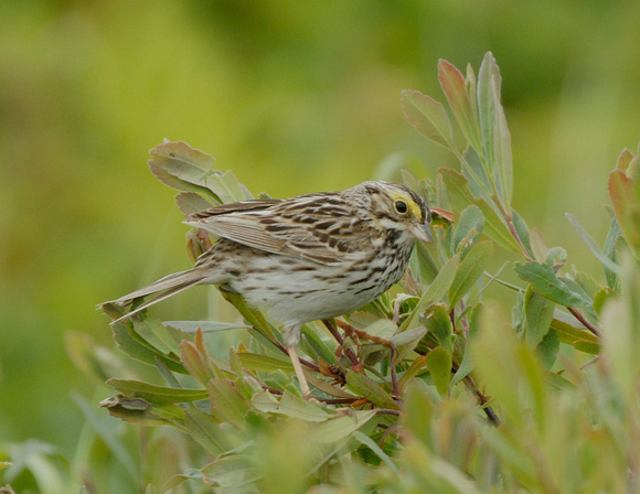 Savannah Sparrow - Maine