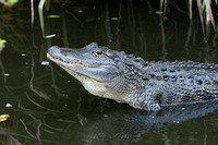 Alligator - Florida