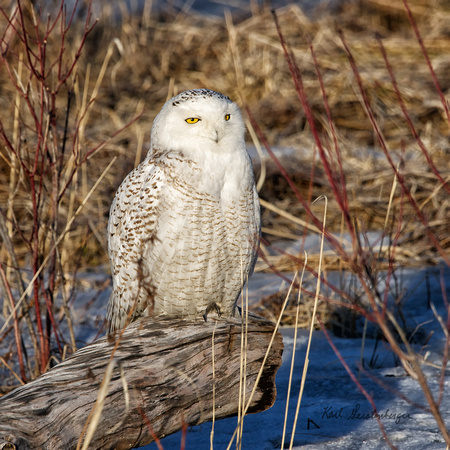 Snowy Owl - Maine