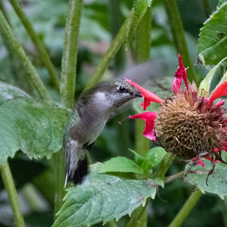 Ruby-throated Hummingbird (juv)  8/9/22