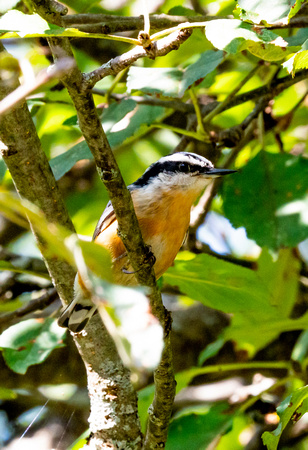 Red-breasted Nuthatch 8/27/22