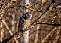 Northern Hawk Owl - Maine