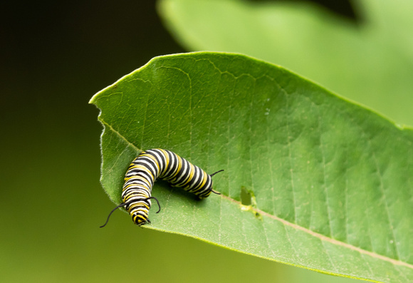 Monarch Caterpillar on Milkweed  8/19/21