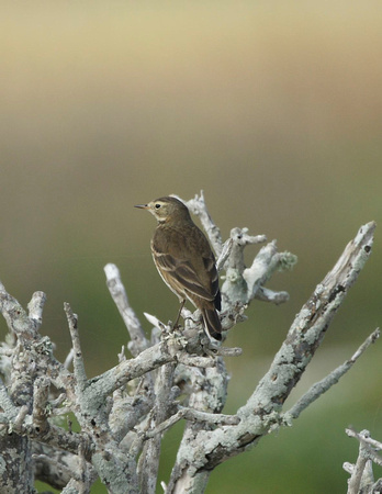 American Pipit - Texas