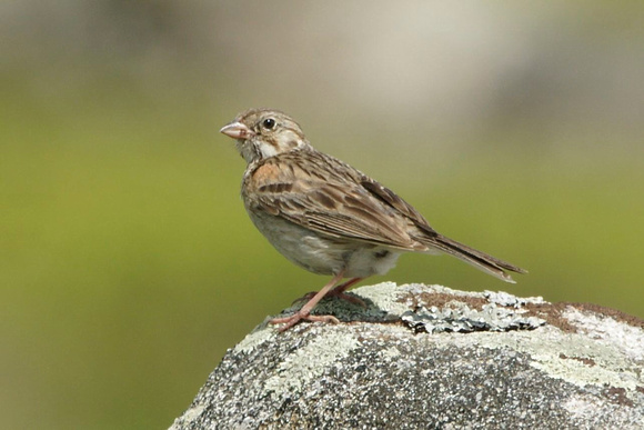 Vesper Sparrow - Maine