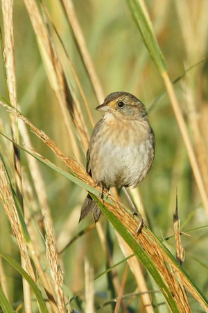 Nelson's Sharp-tailed Sparrow - Maine