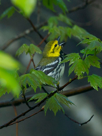Black-throated Green Warbler - Maine