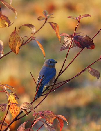 Eastern Bluebird - Maine