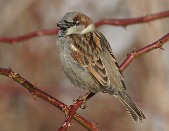 House Sparrow - Massachusetts