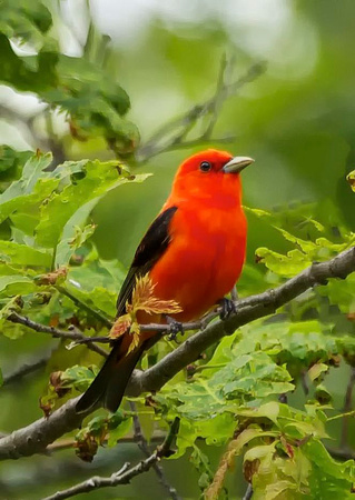 Scarlet Tanager - Maine