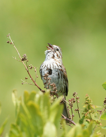 Song Sparrow - Maine