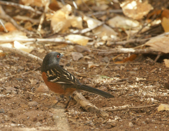 Spotted Towhee - New Mexico