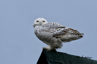Snowy Owl - Maine