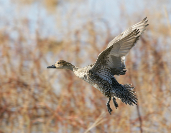 Northern Pintail - New Mexico